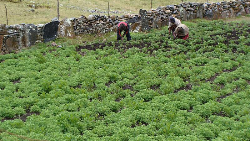 Illampu Trek Steves (25).JPG